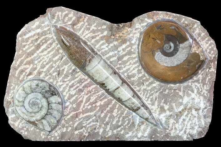 Fossil Goniatite & Orthoceras Display #77217